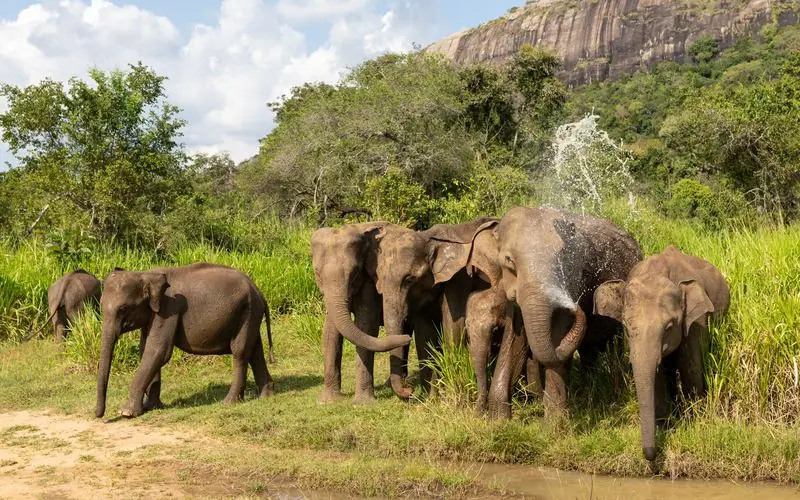 3 days from the beach: Yala safari & Ella