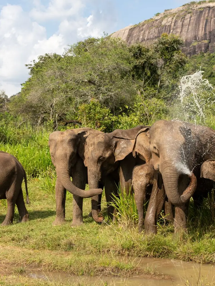 Wild elephants