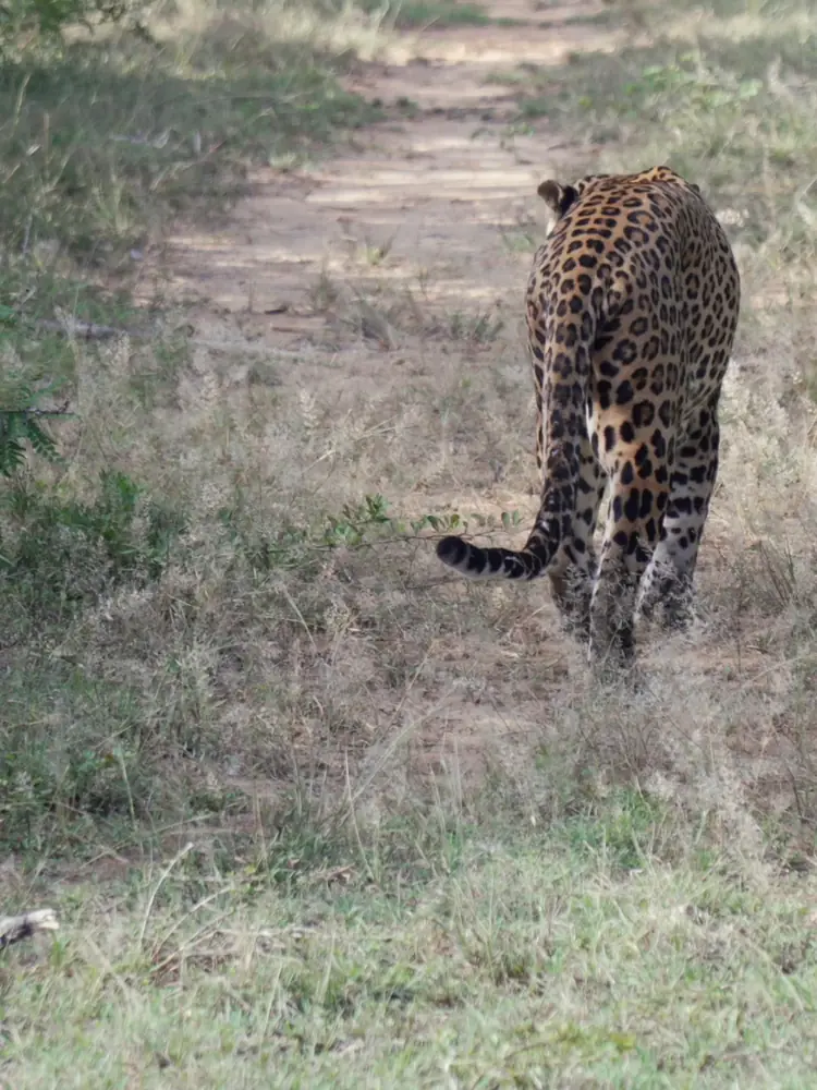 Leopard in Yala