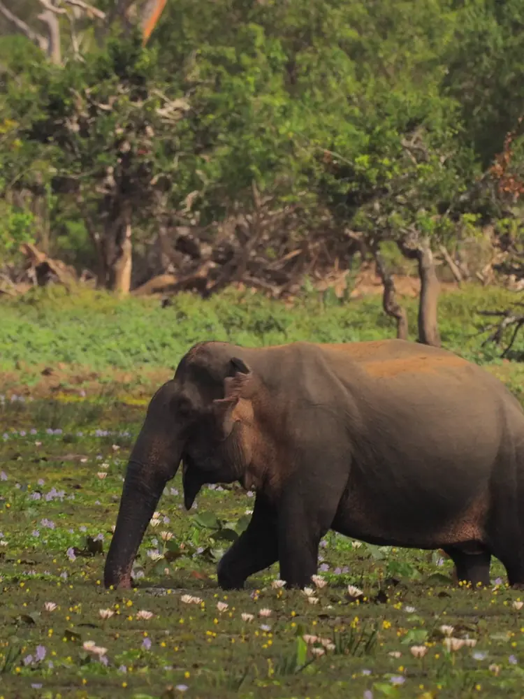 Elephant in Yala