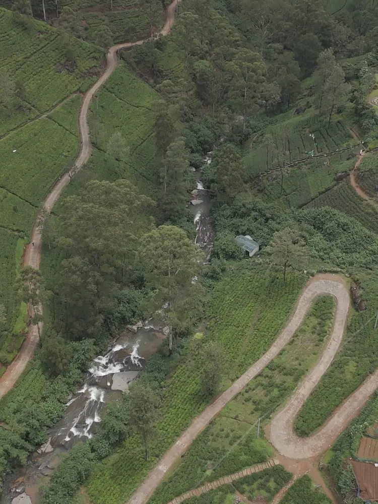 Tea country