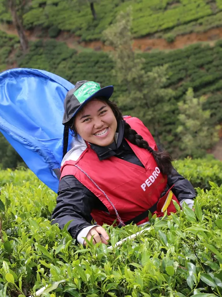 Tea country